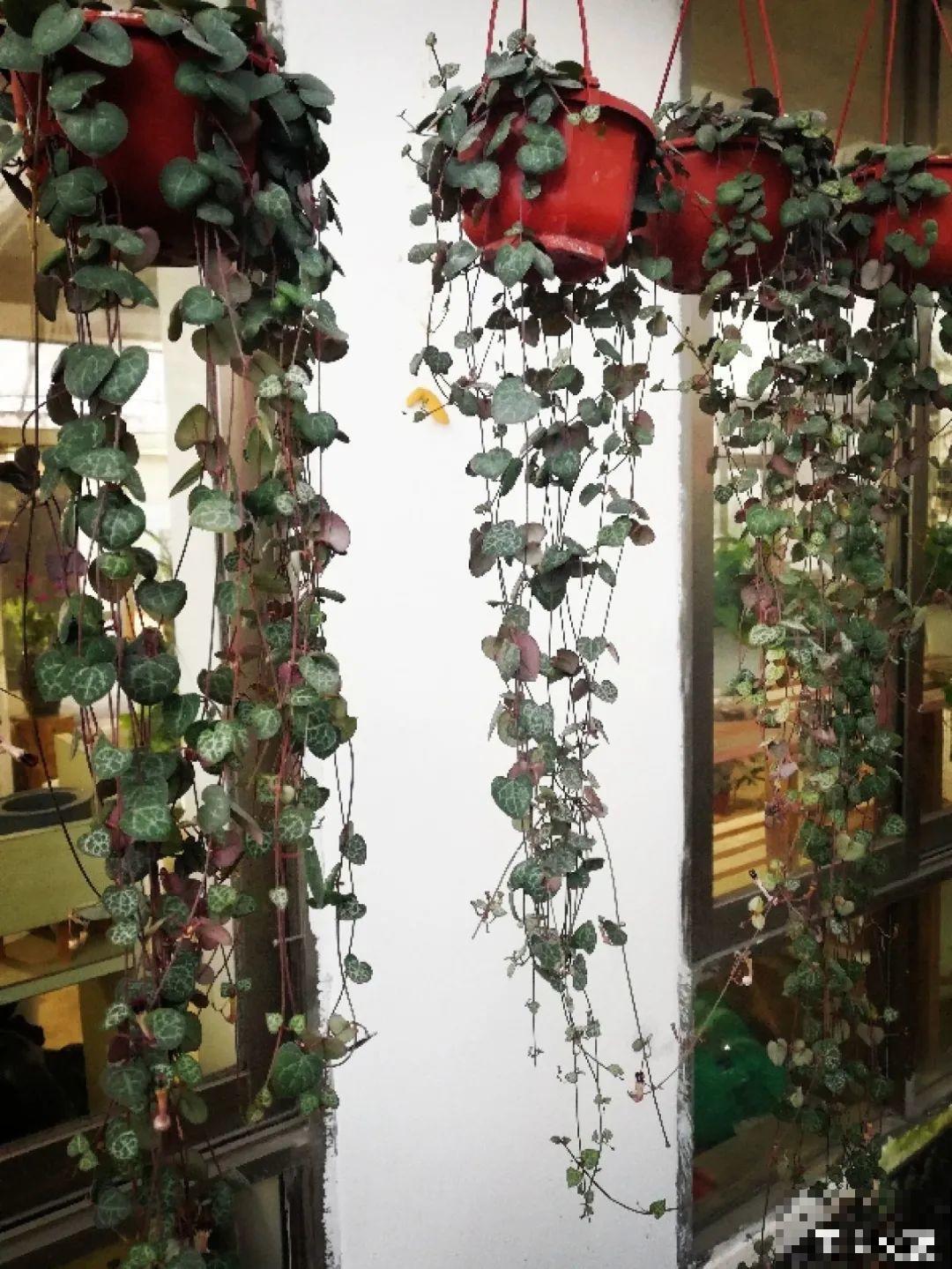 挂起来就能养的花,开花多不占地儿,家里能养100盆! 挂起来就能养的花,开花多不占地儿,家里能养100盆!