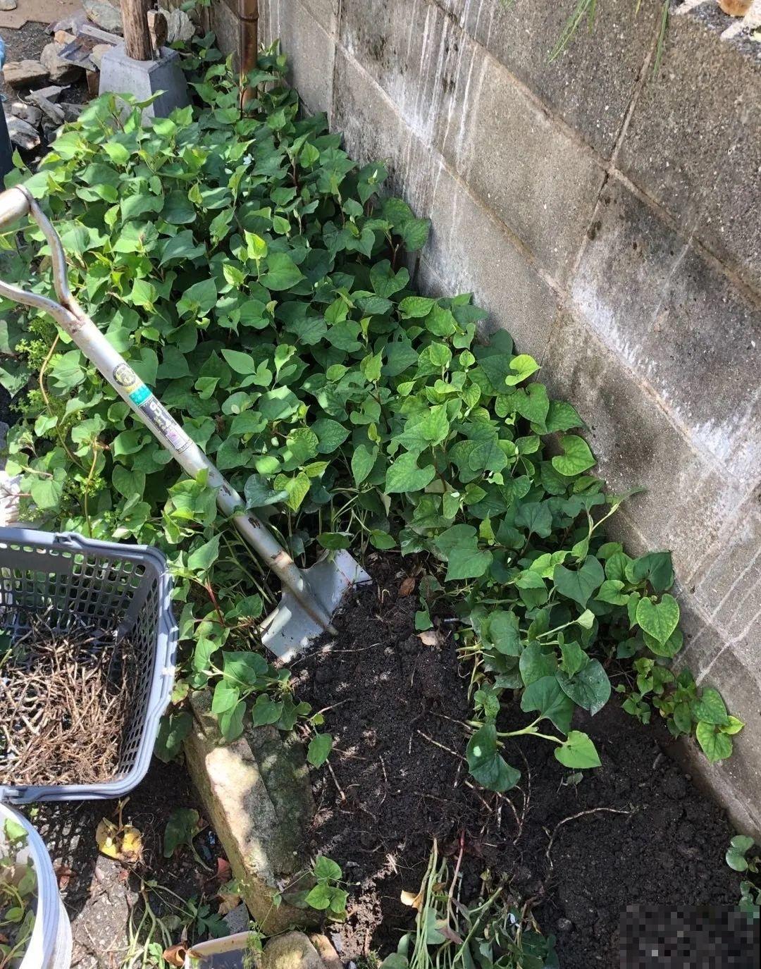 家里养了鱼腥草，吃都吃不完，泛滥了！