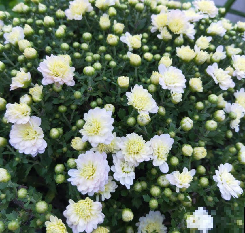 秋天养盆球菊，盆栽大花球，特适合家庭观赏！