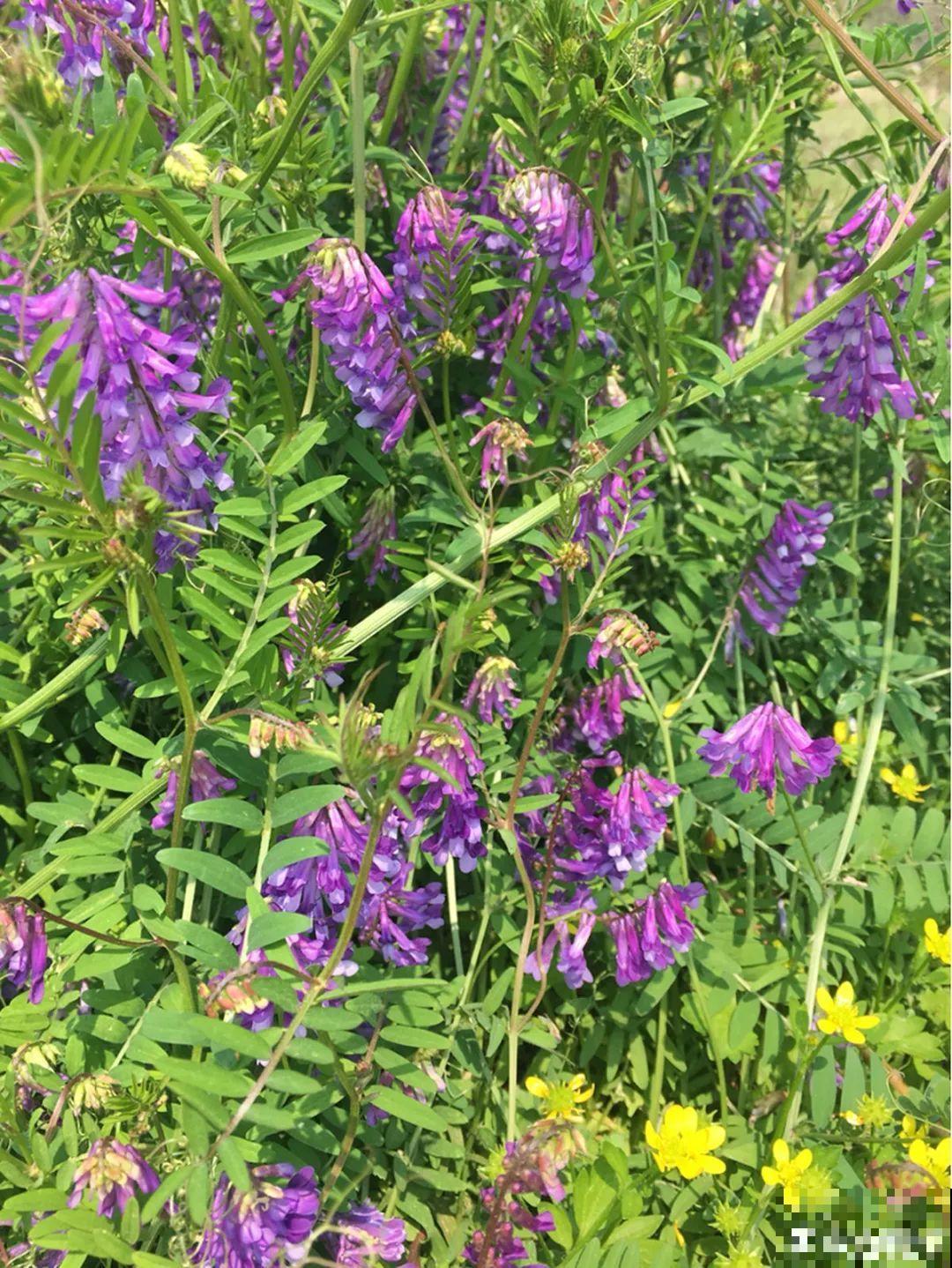 这种花很稀罕,以前喂猪没人要,现在抢破头! 这种花很稀罕,以前喂猪没人要,现在抢破头!