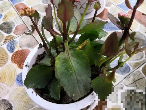 养花不能随意,一不小心就死翘翘,心太累! 养花不能随意,一不小心就死翘翘,心太累!