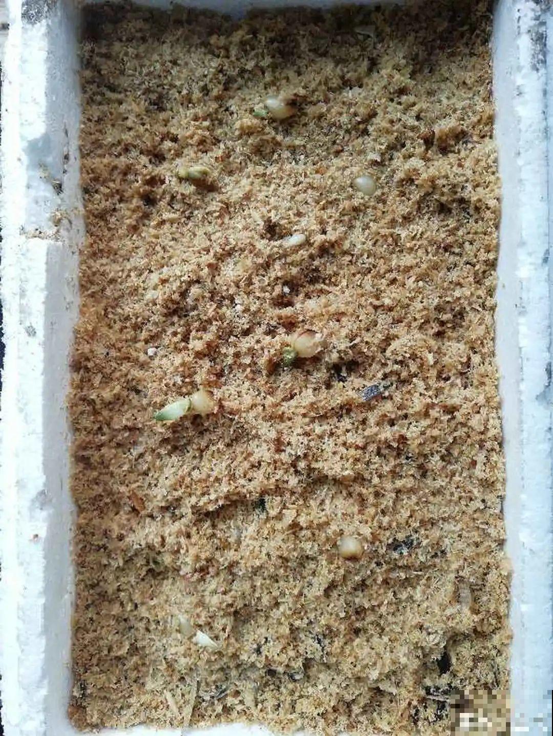 15种花，开完花就结种子，千万别丢掉