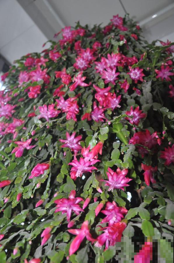 养了18年的仙人指，开花冲房顶，绝对是传家宝！