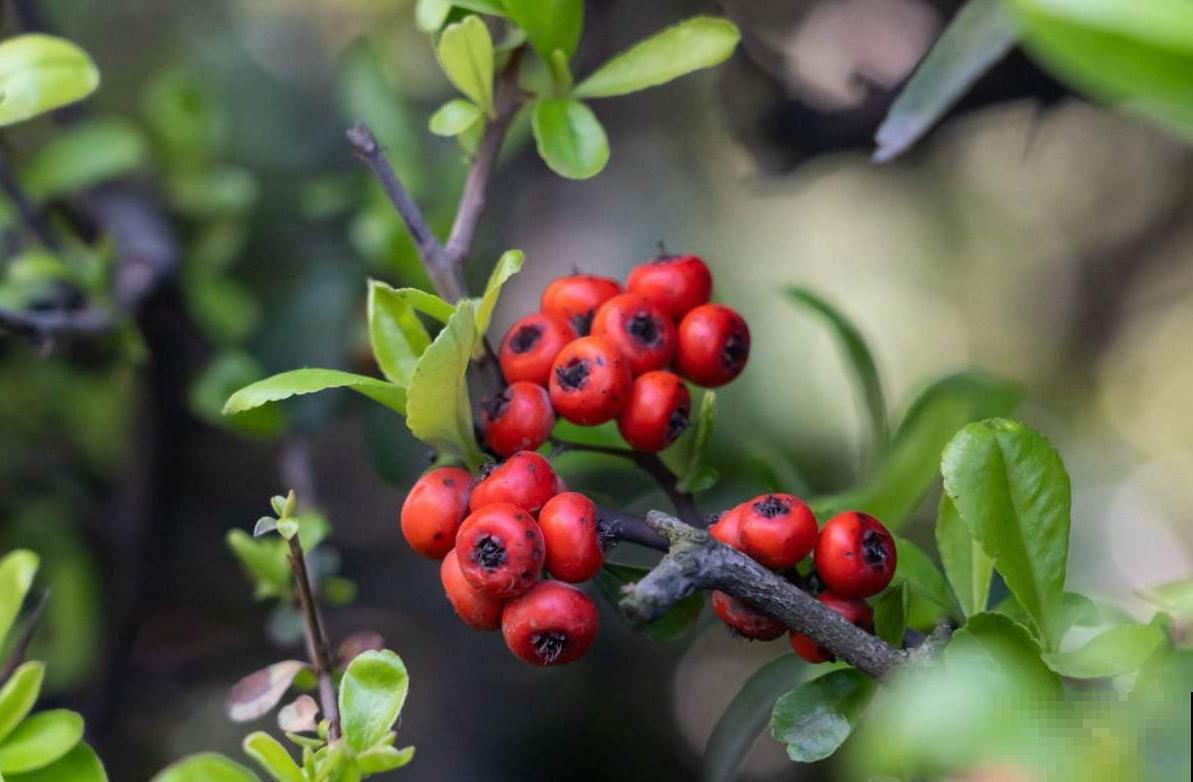火棘盆景好制作，剪根枝条就能行，零成本，高回报！