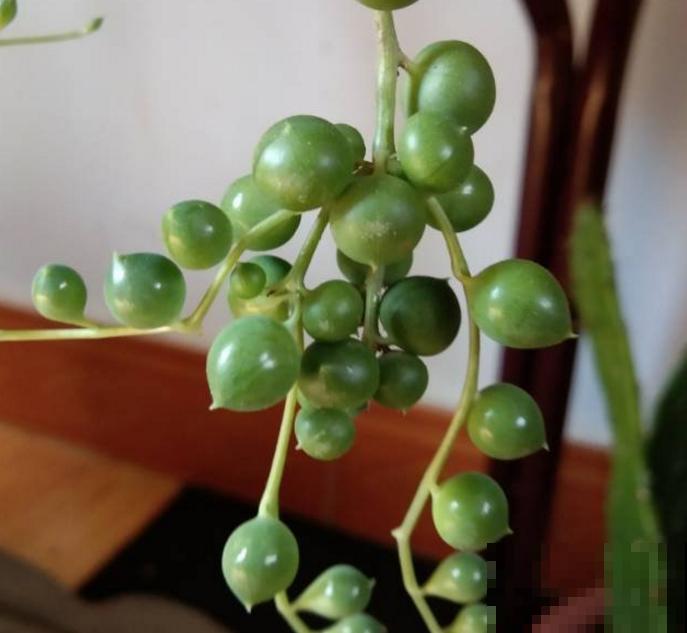 珍珠吊兰烂根咋整？拔出来，切一切，还是一棵好肉肉！