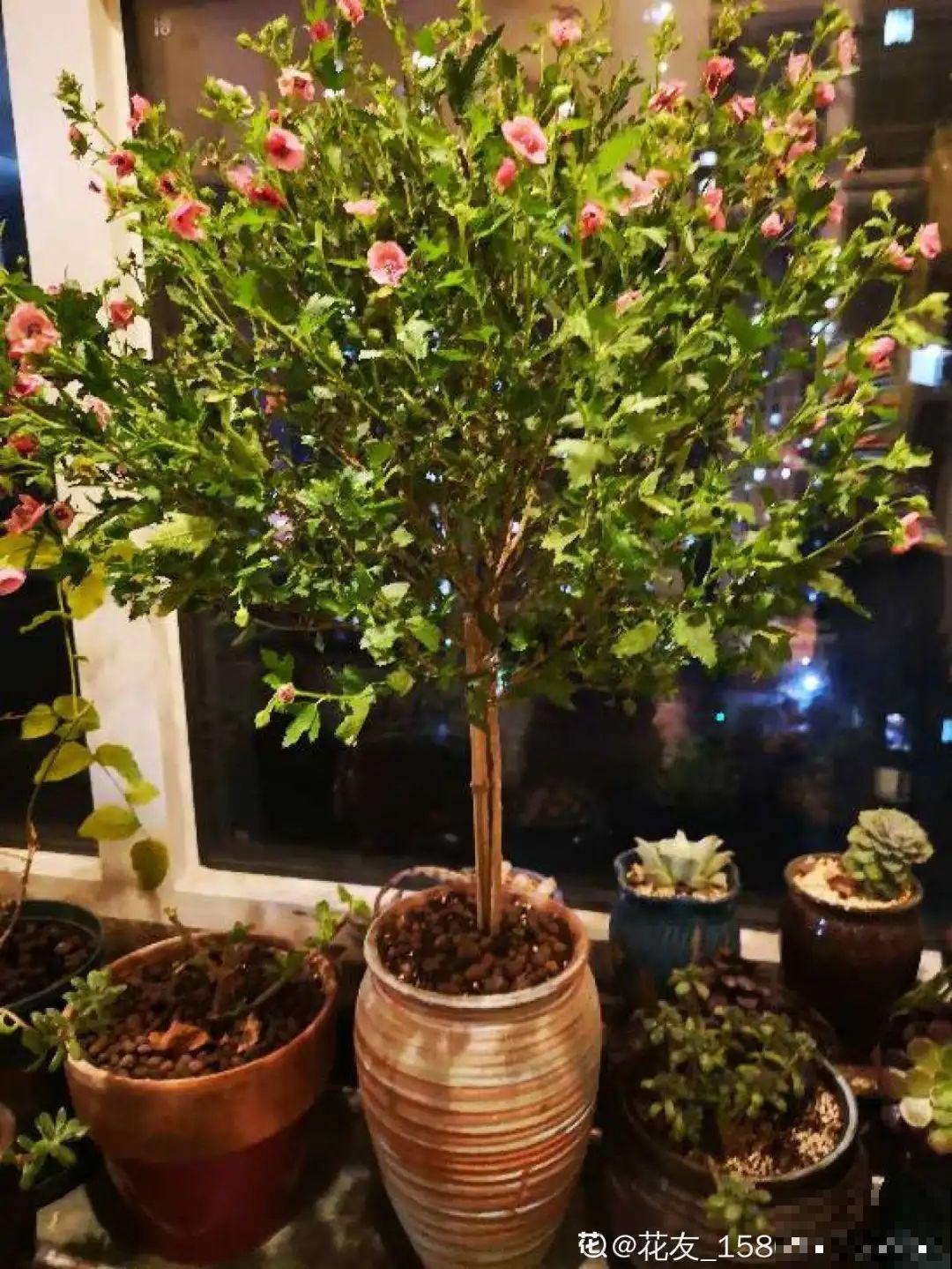 开花劳模就是它，1次能开上千朵，养成棒棒糖太羡慕！