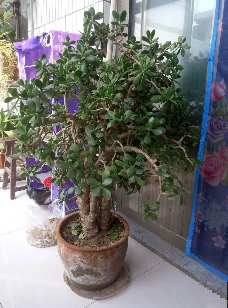 10种花少浇水，天冷容易涝根，旱一旱才长得旺