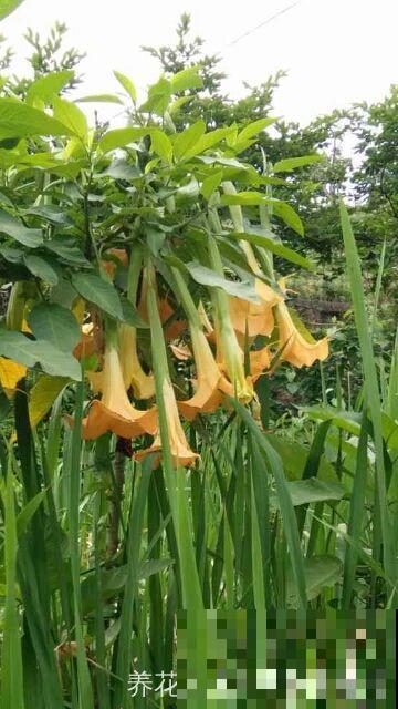 家里养了猫咪，这6种花不能在家养，不然惹来大麻烦！