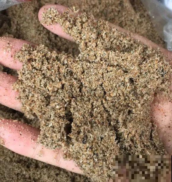 种球一直不开花,扔塑料袋里捂一捂,一周就发芽 种球一直不开花,扔塑料袋里捂一捂,一周就发芽