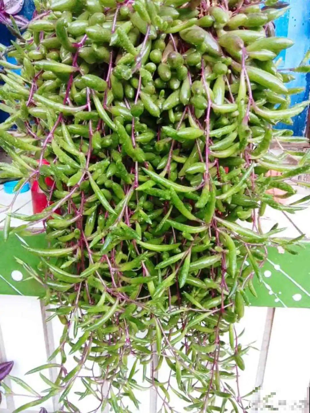 挂起来就能养的花,开花多不占地儿,家里能养100盆! 挂起来就能养的花,开花多不占地儿,家里能养100盆!