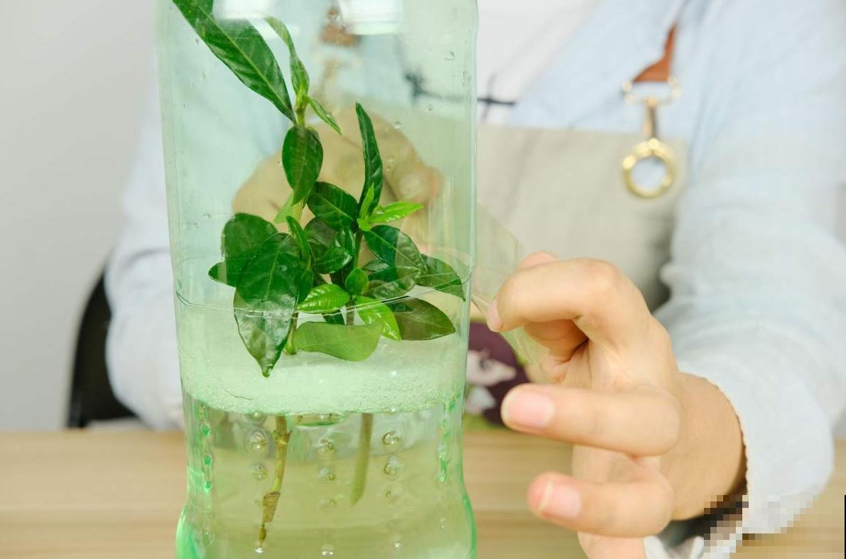 塑料瓶的5个妙用，每个都能征服你，请叫它“万能小帮手”！