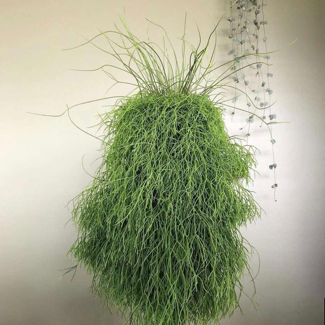 10种小众花，见过的人很少，养一盆特别有面子！