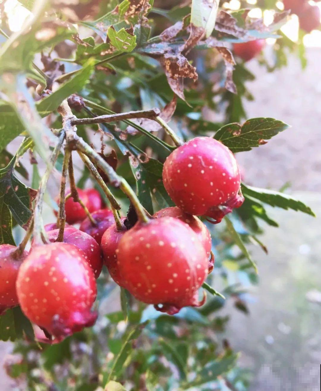 秋天野果都熟了，抓一把塞嘴里，太好吃了！