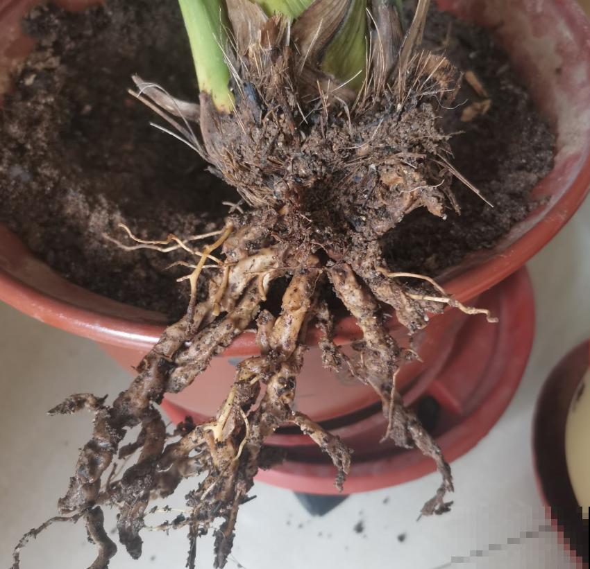 花卉总烂根？问题不一定在浇水上，这3个细节要注意！