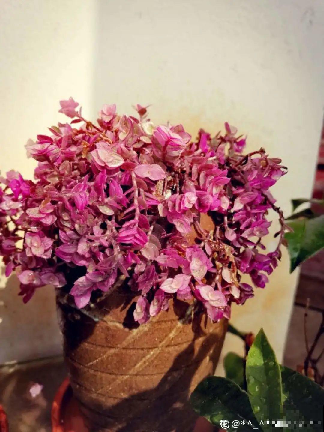 10种小众花，见过的人很少，养一盆特别有面子！