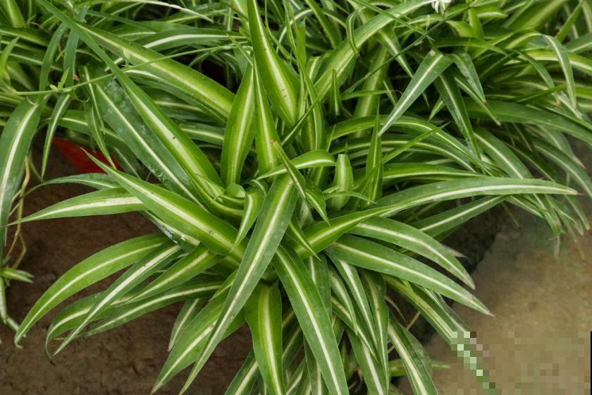 3种植物放在儿童房，净化空气，开发智力，优点特别多！