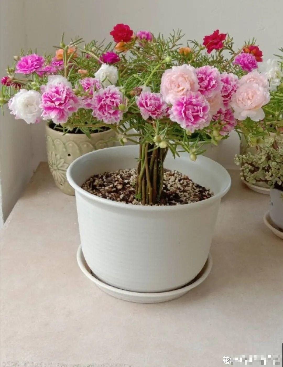 8种花，养嫩不养老，老了要多修剪！