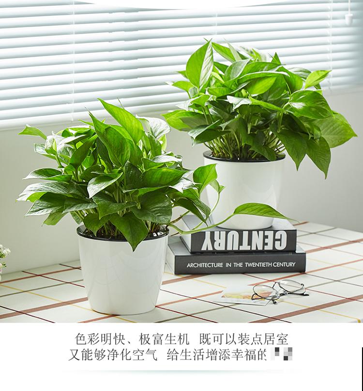 家里养了猫咪，这6种花不能在家养，不然惹来大麻烦！