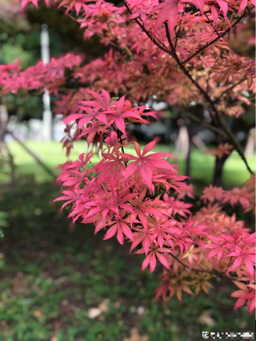 越晒越美的花，扔太阳底下晒着，红红的特好看！