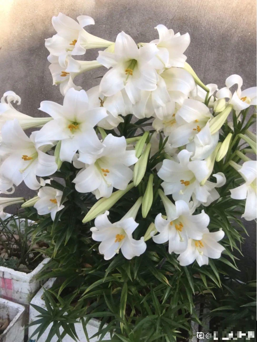冬天休眠的花，你以为它死了，其实还活着！