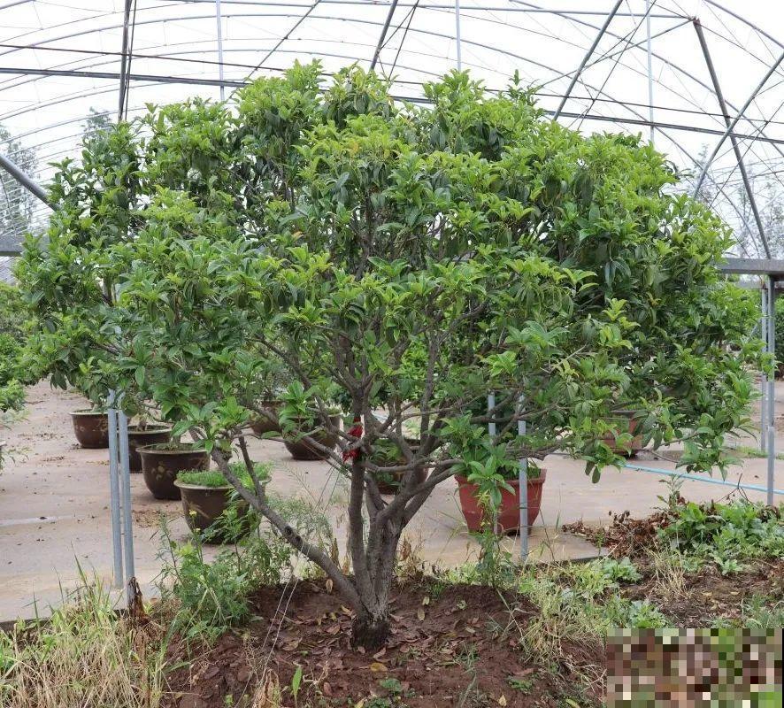 现在开始埋冬肥了,月季补一补,明年满枝爆花! 现在开始埋冬肥了,月季补一补,明年满枝爆花!