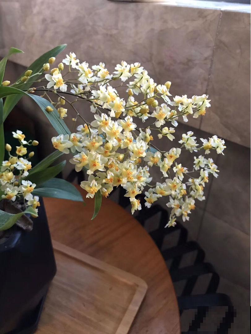 开花超好看的文心兰,超适合秋冬养,味道比香水还好闻 开花超好看的文心兰,超适合秋冬养,味道比香水还好闻