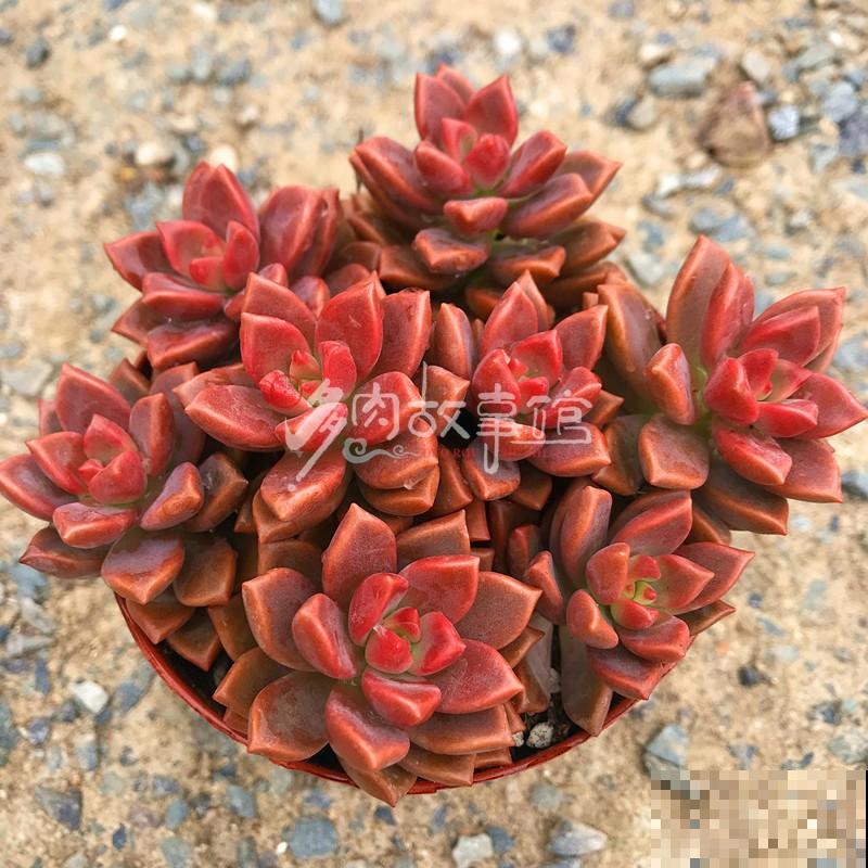 懒人养花总忘浇水，不如养点耐旱花，一个月不浇水都能活