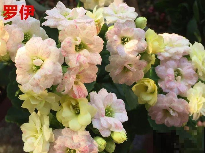 这种花品种多,花型好,养了你就爱上了! 这种花品种多,花型好,养了你就爱上了!