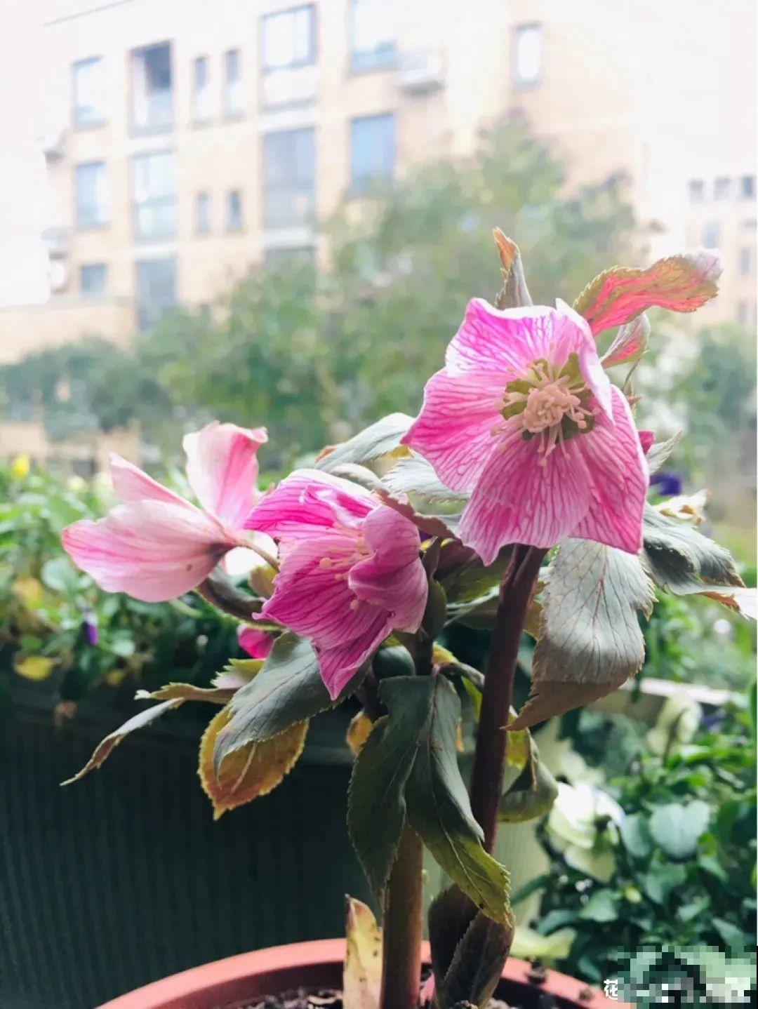 冬天养盆铁筷子,-20℃也能活,大雪天照样呼呼开花! 冬天养盆铁筷子,-20℃也能活,大雪天照样呼呼开花!