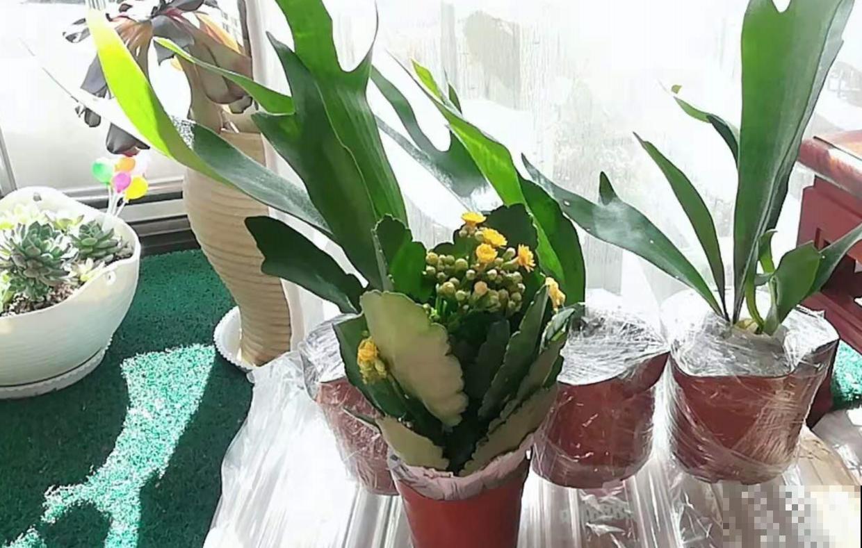 这种蕨类像鹿角，挂在墙上气质爆棚，太上档次！