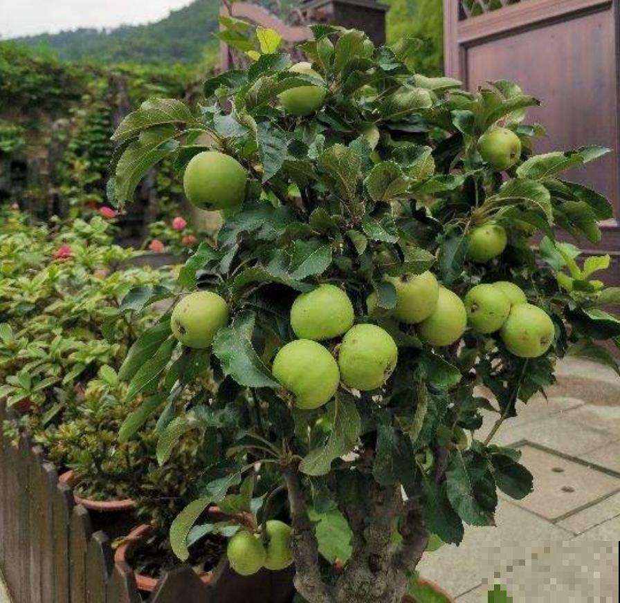 苹果也能种盆栽，阳台种一盆，结出果子挂满枝！