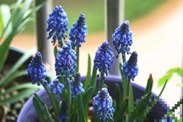 冬天就养耐阴花，没光也能开爆盆，扔角落自己疯长！