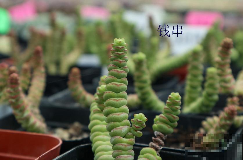 小米星和钱串长得像,4点细节可以区分,不再搞混! 小米星和钱串长得像,4点细节可以区分,不再搞混!