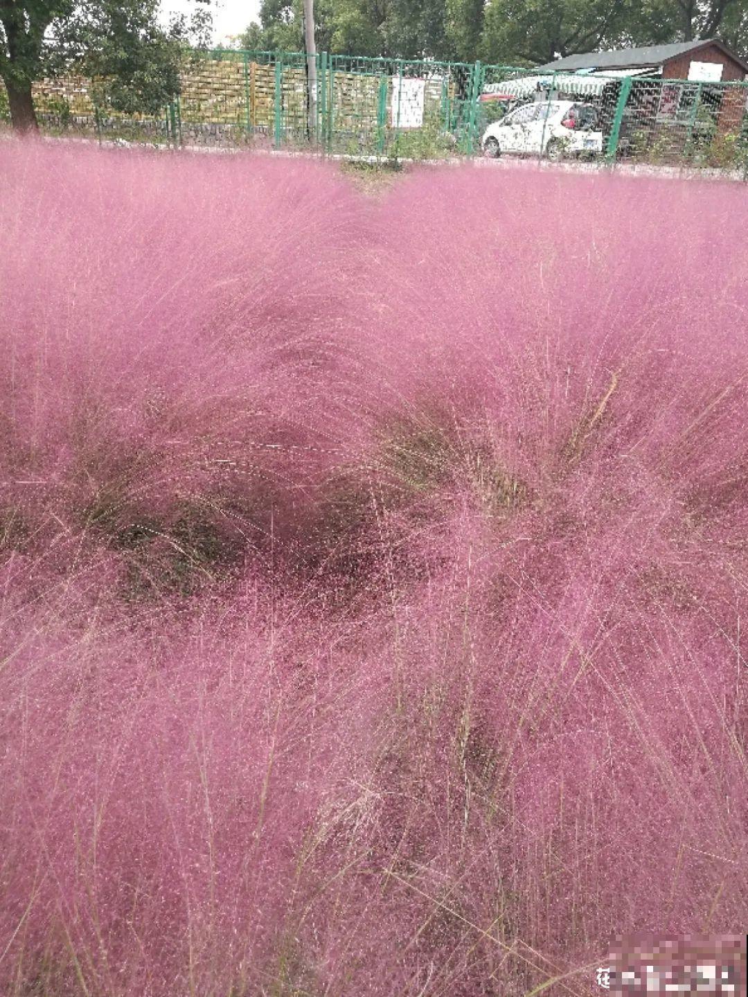 农村没人要的草，薅一把种院子里，很多土豪都在养！