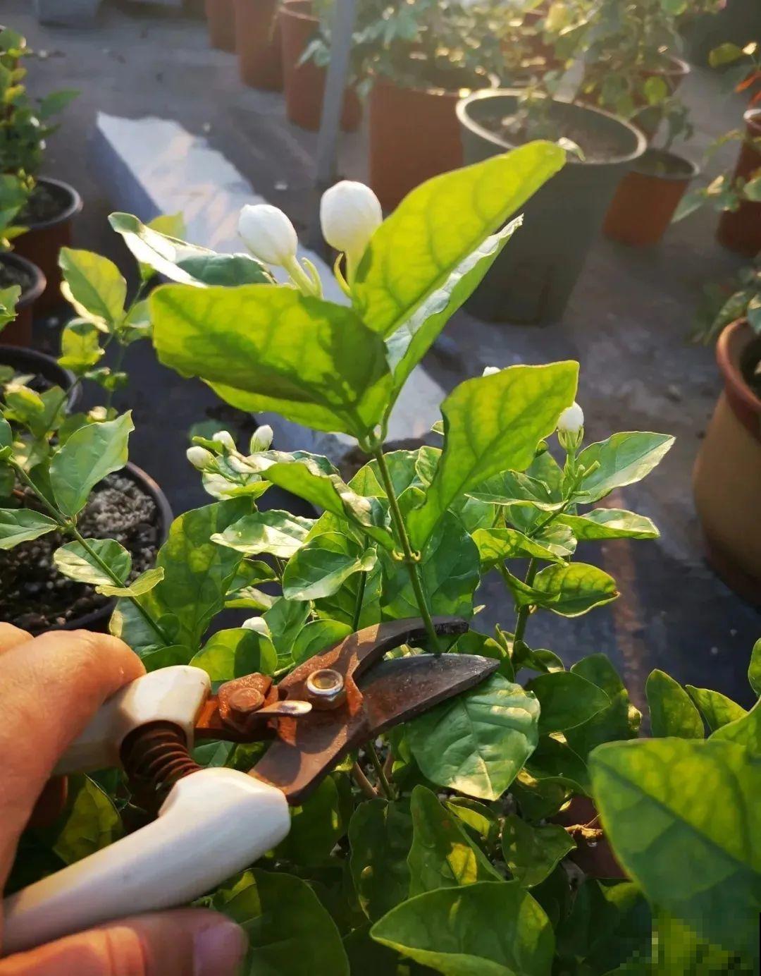 霜降来临，茉莉抓紧剪一波，更抗冻，好过冬！