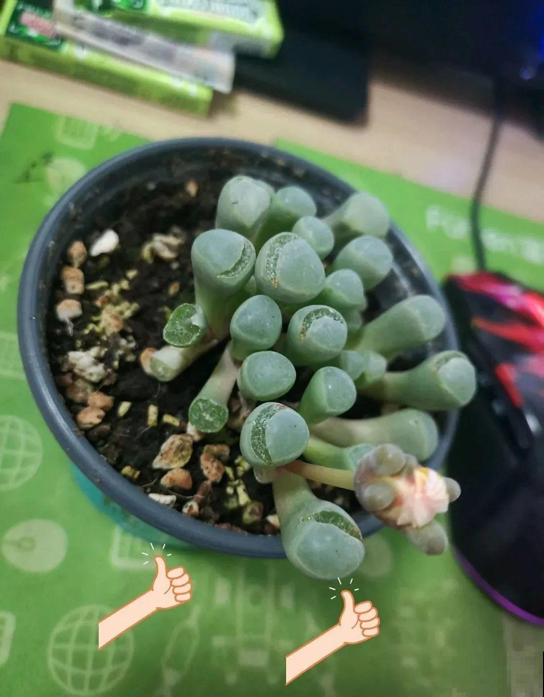 叶子被狗啃光了,还能不能活?糟心! 叶子被狗啃光了,还能不能活?糟心!