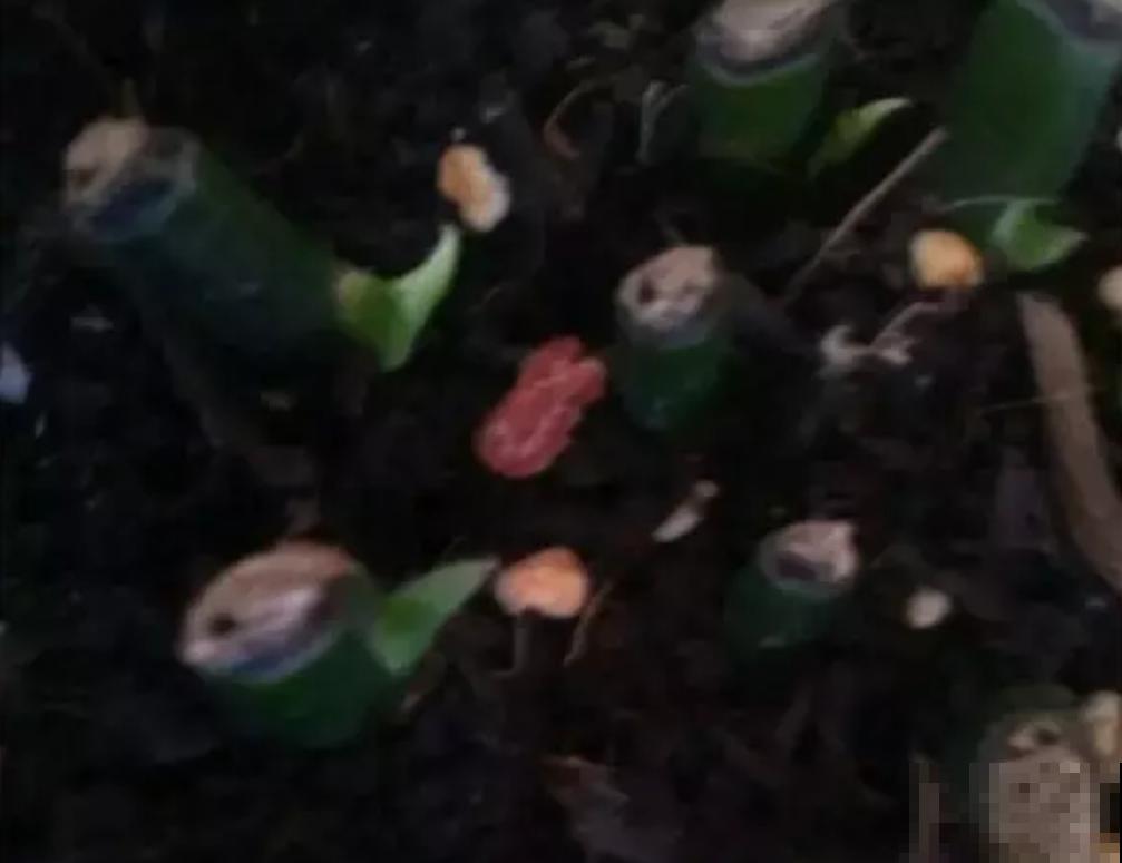 绿萝枯萎有原因，症状不同原因不同，看看你是哪错了！