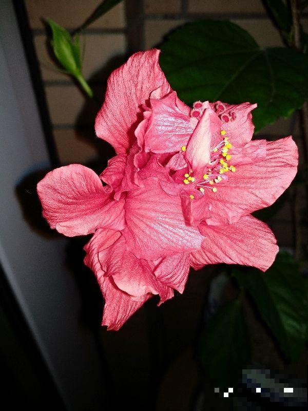 梅花口碑两极分化，有的人觉得是“霉运花”，其实它是“五福花”