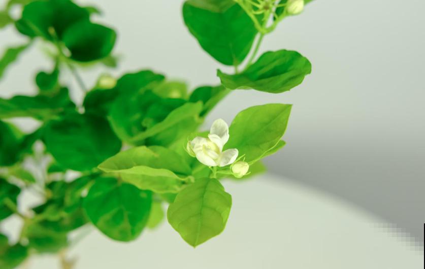 这种茉莉不能买，疯狂掉花苞，再便宜也不要！