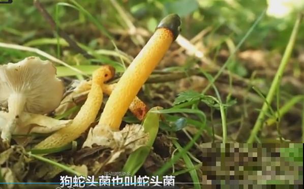 路边看到这种花，赶紧跑，离得越远越好！