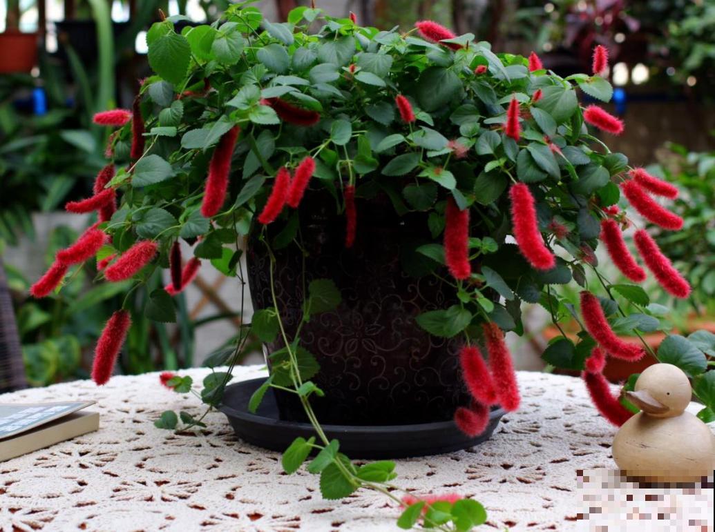 伪装在花卉圈的“猫咪”，红彤彤，毛绒绒，爱猫人士必养！