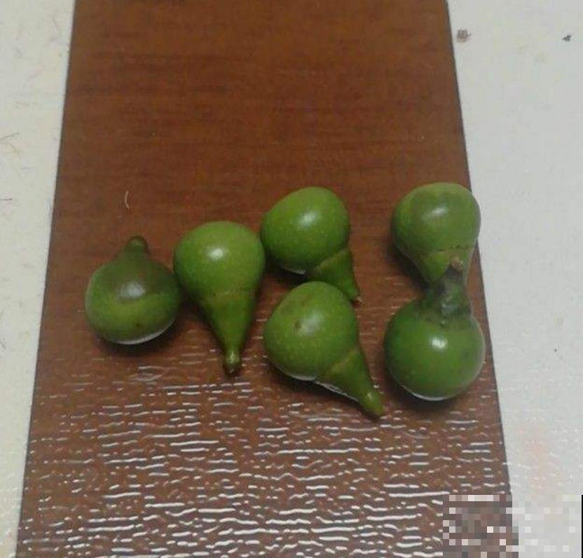 油患子树用处多多，果子沾水搓一搓，比香皂还好用！