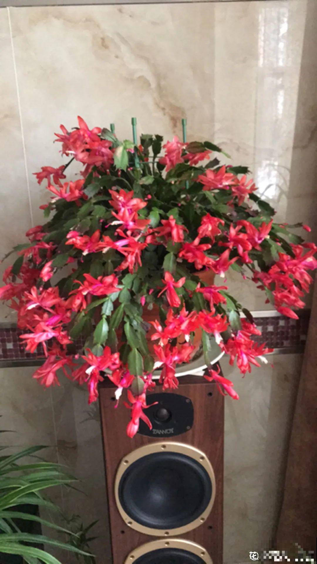 10月养花掐一掐,掐完就来花,盆都塞不下! 10月养花掐一掐,掐完就来花,盆都塞不下!