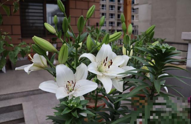 百合花球根是个好东西，掰一掰就能繁殖，一盆变多盆！