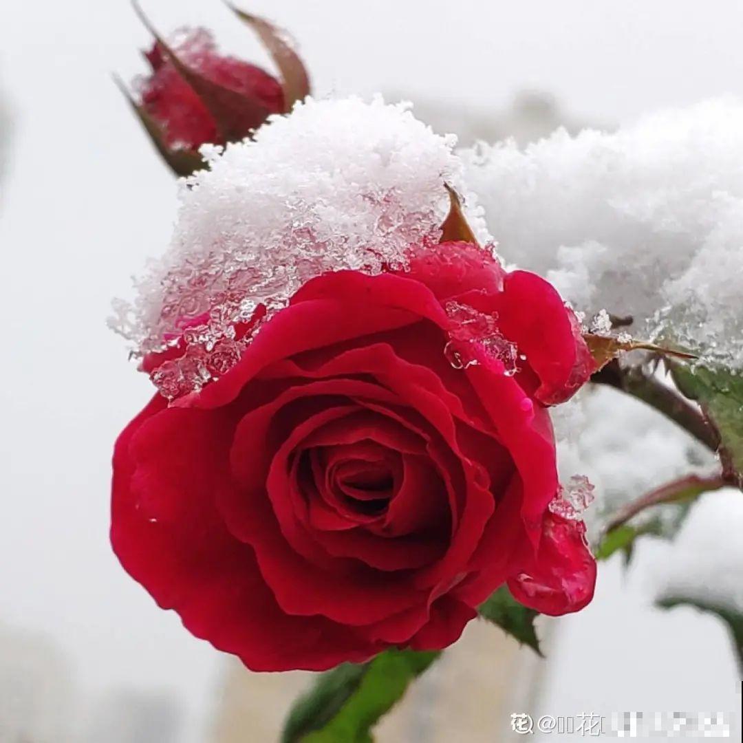 大雪天照样开花，耐寒性超好，冬天也能赏花