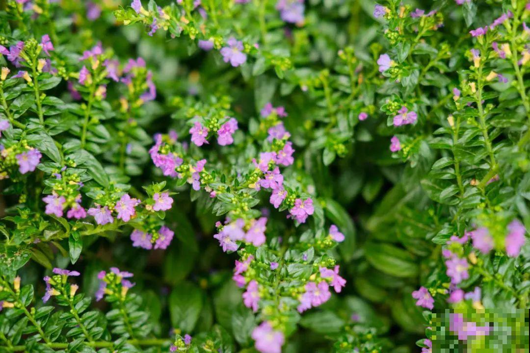 逛花市必买的花，十月入手刚刚好，不买亏大了！