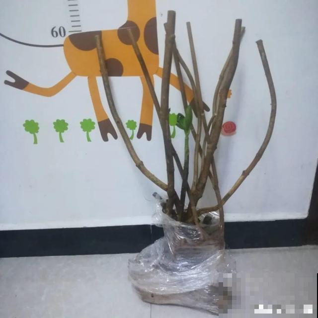 不长叶不长枝的花别买，都是骗人的，养不活浪费钱