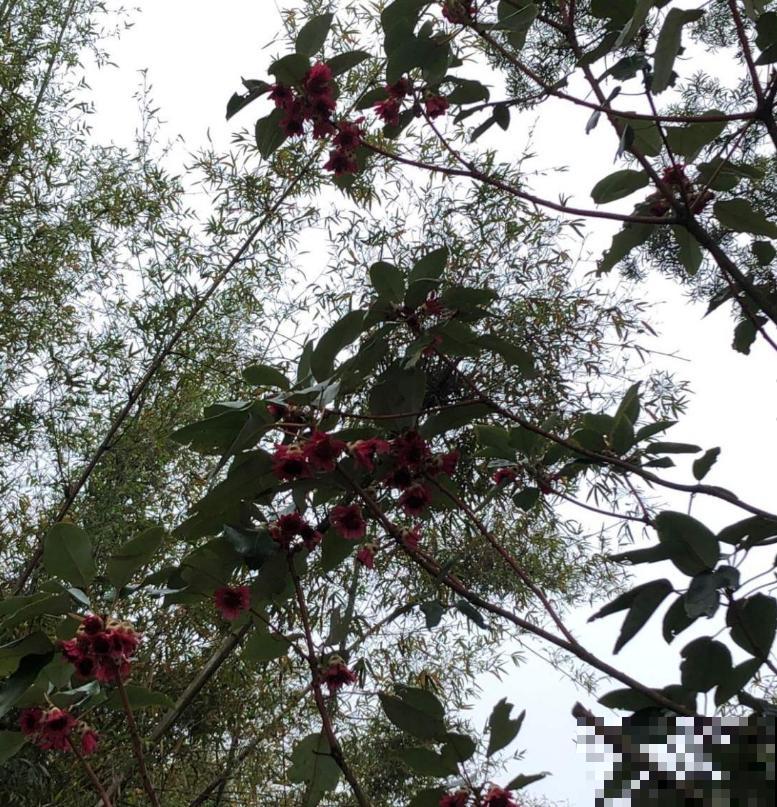 院里种棵红花荷，花大如盏，红彤彤的特喜庆！