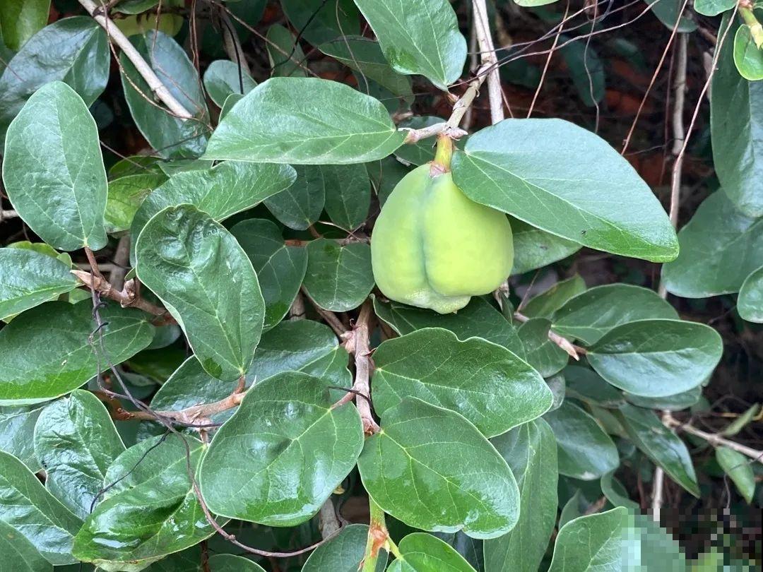 爬山虎不能随便养,爬满墙后特潮湿,还可能破坏墙体! 爬山虎不能随便养,爬满墙后特潮湿,还可能破坏墙体!