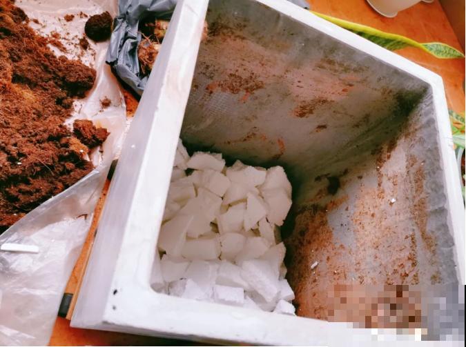 养花土不够了，泡沫来凑，花竟然长的更好了？